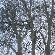 Five large trees without leaves, looming through the fog