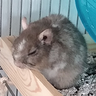 A small, grey degu (a rodent) rests on a ledge.