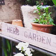 Two shelves densely packed with green, vibrant terracotta potted plants. Several of the plants are in a wide box labelled 'Herb garden'