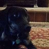 Young dog on a rug in front of a wood burning fireplace stove