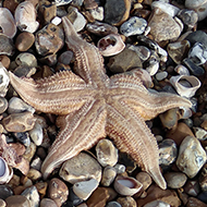 Two Starsish amongst the pebbles, seashells  arnd seaweed on Pagham Beach