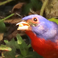 Painted Buntings