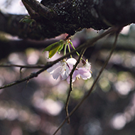 Cherry Blossom resting in the spring light.