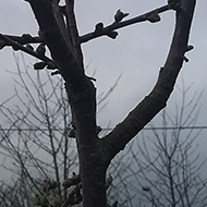 A tree with hints of new leaves coming forth.  Cloudy sky background.