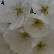 In the midst of the grimness and tedium of the lockdown Spring is all around us heralding new life and hope of happier times to come- image beautiful clusters of white cherry blossom backed by a blue sky on a sunny day.