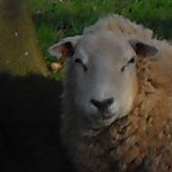 Parkland with sheep,lambs and Tolethorpe Hall in the background