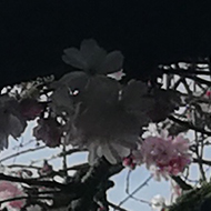 sun and sky through blossom-covered tree branches