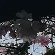 sun and sky through blossom-covered tree branches