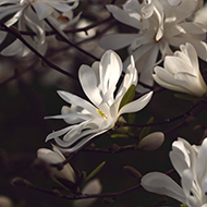 White flower softly lit by spring sunlight.