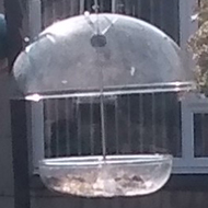 A dove perches on a bird feeder