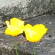 Two yellow poppies growing through concrete steps