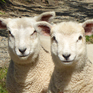 Two lambs in a country lane