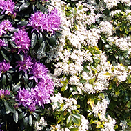 There are flowering yellow Treepeanonies, purple Rhododendrons and a white Choysia Bush with a bright blue sky above in this picture