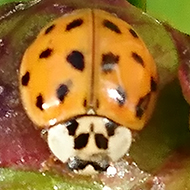 A beautiful orange ladybird with black spots with an amazingly cheeky white face was found sunbathing on a bud of our Peony Bush. She is an Asian ladybird. Have seen a few unusual insects during this lockdown. A real blessing!