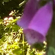 A field of fox gloves bathed in sunshine streaming through the trees, with the colors so vibrant you can almost feel the heat