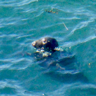 Seal resting vertically upright in the sea