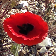 There are a few isolated Poppies on a pebbly beach