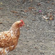 A chicken walking in front of an egg vending machine.