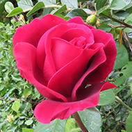 We see a picture of the most perfectly formed red rose framed by a deep green hedge