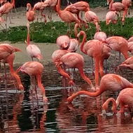 A flock of pink flamingos