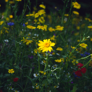 A dusk lit wildflower patch in the Botanical Gardens in Royal Victoria Park Bath.