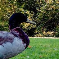 young boy talking to a duck