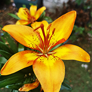 An open and beautifully blooming bright orange lily