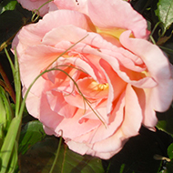 Pink climbing roses