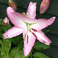 pink lily in a pot