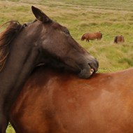 Lundy Ponies