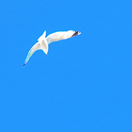 We are looking up at close up of a flock of seagulls framed by a brilliant blue sky. Picture taken at Viking Bay, Broadstairs.