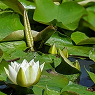 Water lilies gathered on water