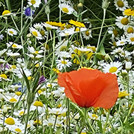 Close-up on a fenced-in wildflower meadow, with terraced buildings in the background