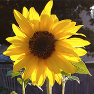 close-up image of sunflowers