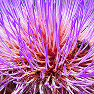 A bright purple flower with thin, tubular petals, being explored by a honey bee