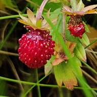 A fruiting wild strawberry plant growing in a stone wall