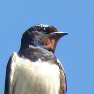 Barn swallow