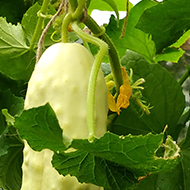 Three big white cucumbers are hanging from a massive vine in the greenhouse