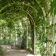 A lovely old vine covering a long arbor with a couple of benches to sit and escape the heat of the day for a while.