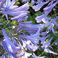 A clump of blue agapanthus in full bloom