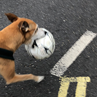 A dog carrying a stolen football in her mouth