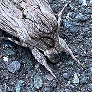 A large privet hawk-moth on the asphalt