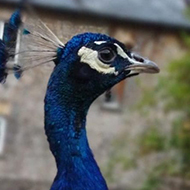 peacock