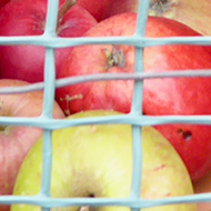 A front-facing, plastic, plant pot containing free apples.