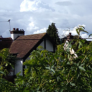 A lot of greenery is overshadowed by threatening clouds