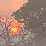 Misty sunrise through trees