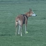 A wide field of green grass and a blue cloudless sky. There’s a dog standing in the middle of the grass waiting for it’s owner.