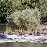 Under a shady tree, under a clear blue sky, walking alongside the River Tweed.