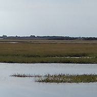 This is a picture of the salt marches in Pagham Nature Reserve