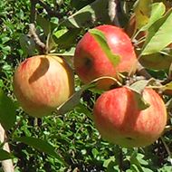 Small tree laden with red apples with Michaelmas daisies growing nearby